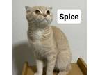 Adopt Spice Kuwait a Tan or Fawn Tabby Domestic Shorthair / Mixed cat in