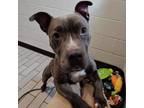 Adopt Thelma a Pit Bull Terrier