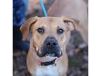 Adopt Groovy a Boxer, Labrador Retriever