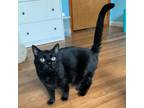 Adopt Bonnie (Bonded with Octavia) a Domestic Short Hair