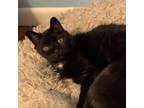 Adopt Octavia (Bonded with Bonnie) a Domestic Short Hair