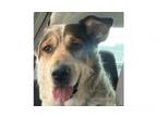 Adopt Keena a Australian Cattle Dog / Blue Heeler