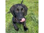 Adopt Ella a Black Labrador Retriever, Basset Hound