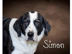 Adopt Simon a Black - with White Beagle / Basset Hound / Mixed dog in Somerset
