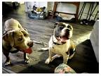 Adopt Cowboy and Duke a Gray/Silver/Salt & Pepper - with White Pit Bull Terrier