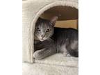 Adopt Meredith - ET (PetSmart Laurens Rd) a Domestic Short Hair