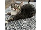 Adopt Mowgli - ET (Pet Supply Plus) a Domestic Short Hair, American Shorthair