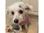 Adopt Willa a Poodle