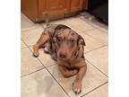 Adopt Cara a Basset Hound, Australian Cattle Dog / Blue Heeler