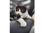 Adopt Winnie a Domestic Mediumhair / Mixed cat in Libertyville, IL (38450396)