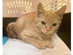 Adopt Russell-kitten a Orange or Red Domestic Shorthair / Mixed (short coat) cat