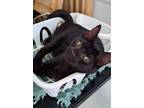 Adopt Spice a All Black Domestic Shorthair (short coat) cat in Greenville