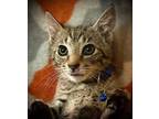 Adopt Wasabi a Brown Tabby Domestic Shorthair / Mixed (short coat) cat in