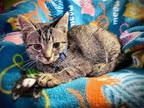 Adopt Basil a Brown Tabby Domestic Shorthair / Mixed (short coat) cat in