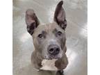 Adopt Benji a Gray/Silver/Salt & Pepper - with White American Pit Bull Terrier /