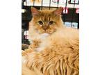Adopt Eddy a Orange or Red (Mostly) Domestic Shorthair / Mixed (short coat) cat