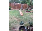 Adopt Daisy a Red/Golden/Orange/Chestnut Labradoodle dog in San Marcos