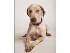 Adopt Kate a Tan/Yellow/Fawn Coonhound / Mixed dog in Shreveport, LA (38383367)