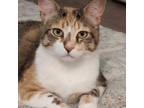 Adopt Tay-Tay a Calico or Dilute Calico Domestic Shorthair (short coat) cat in