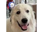 Adopt Artemis a Great Pyrenees / Mixed dog in Portland, OR (38555572)