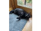 Adopt Pam (BONDED PAIR) a All Black Domestic Shorthair / Mixed (short coat) cat