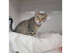 Adopt Pretzel a Domestic Short Hair