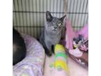 Adopt Poppy a Domestic Short Hair