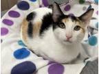 Adopt Katniss a Calico (short coat) cat in Parlier, CA (38509114)