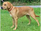 Adopt Sadie 37335 a Tan/Yellow/Fawn - with White Labrador Retriever / Mixed dog