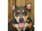 Adopt Serina a Gray/Blue/Silver/Salt & Pepper Bull Terrier / Pit Bull Terrier /