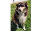 Adopt Gracie a Brown/Chocolate - with White Australian Shepherd / Mixed dog in