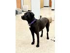 Adopt Comet a Black Boxer / Labrador Retriever / Mixed dog in Warrington