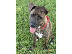 Adopt Puppy Lime a Brindle Terrier (Unknown Type, Medium) / Mixed dog in Miami