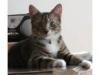 Adopt Malloy a Brown Tabby Domestic Shorthair / Mixed (short coat) cat in Panama