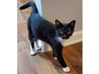 Adopt Sammie a Black & White or Tuxedo Domestic Shorthair (short coat) cat in