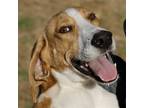 Adopt Mickey - Chino Hills Location a Black Foxhound / Mixed dog in Chino Hills