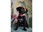 Adopt Loveland a Black - with White Labrador Retriever dog in Littleton