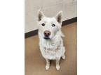 Adopt Deputy a White Siberian Husky / Mixed dog in Mountain View, CA (38434048)