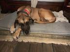 Adopt Kountry a Great Dane / Mixed dog in Bullard, TX (38586666)