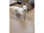 Adopt Edison a White Siberian Husky / Jindo / Mixed dog in Mountain View