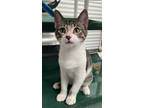 Adopt Andy a Domestic Shorthair / Mixed (short coat) cat in St.
