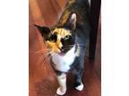 Adopt Rain a Calico, Domestic Short Hair