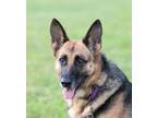 Adopt Vaya a Tan/Yellow/Fawn - with Black German Shepherd Dog / Mixed dog in