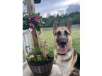 Adopt Lightning a Black - with Tan, Yellow or Fawn German Shepherd Dog / Mixed