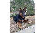 Adopt Tequila a German Shepherd Dog