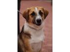 Adopt Sylveon a Australian Shepherd / Anatolian Shepherd dog in Bolivar