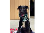 Adopt Susan a Black American Pit Bull Terrier / Redbone Coonhound dog in