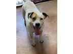 Adopt Ruth a Tricolor (Tan/Brown & Black & White) Australian Cattle Dog dog in