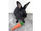 Adopt Bunzo a American / Mixed rabbit in West Vancouver, BC (38358075)