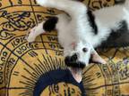 Adopt Tribeca a Black & White or Tuxedo Domestic Shorthair cat in Evansville